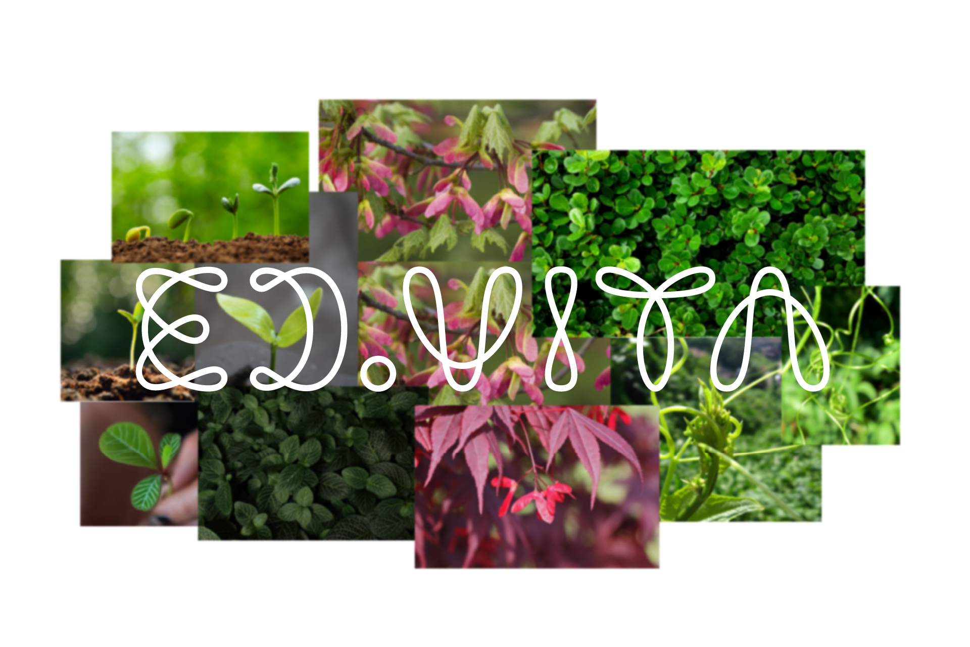 Line-based ED.VITA logo derived from nature motifs including growing shoots, leaves, and buds, emphasising eco-friendly design and the design award.